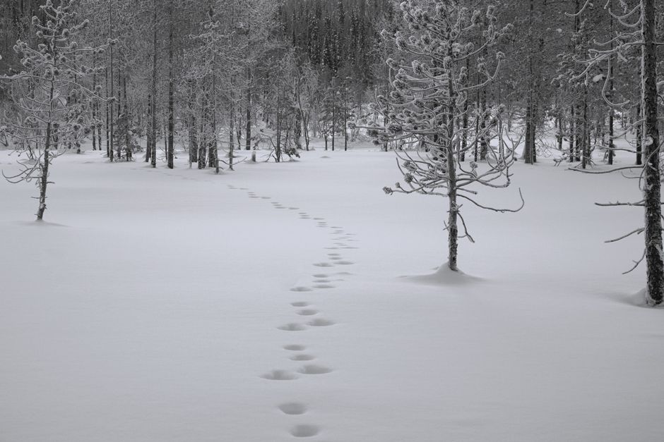 Tranquil snow-covered forest scene with winding footprints, evoking winter solitude.